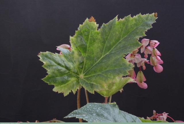 B. ‘Pseudophyllomaniaca’